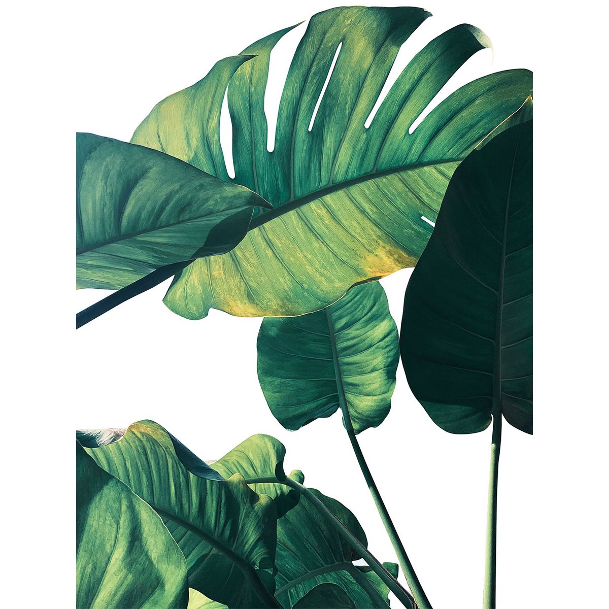 Monstera af Illux