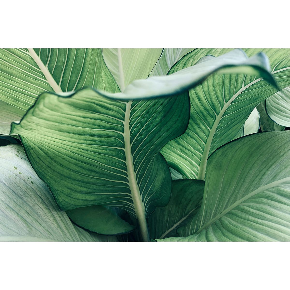 Calathea no. 2 af Illux