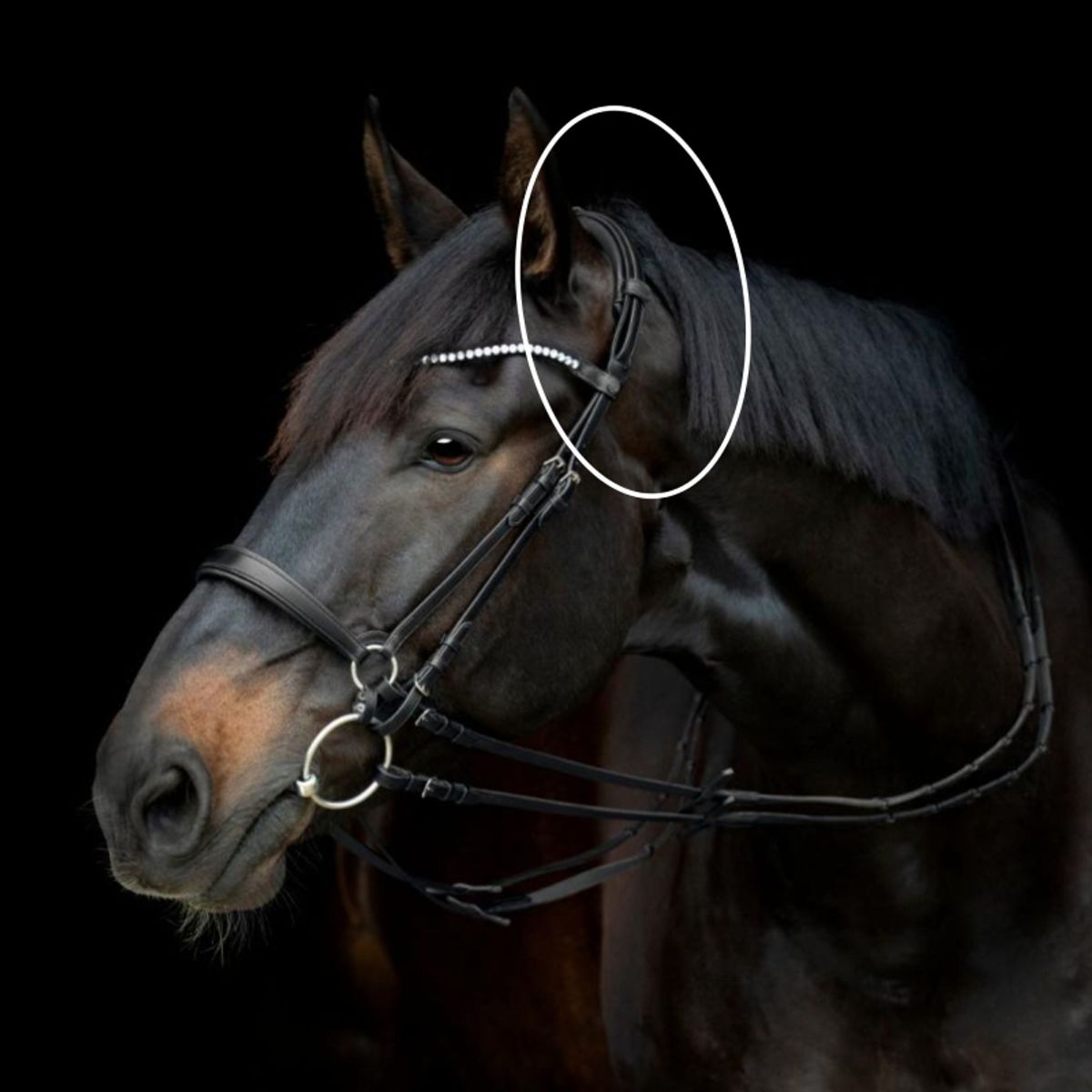 Gentle Bridle Nakkerem | Sort