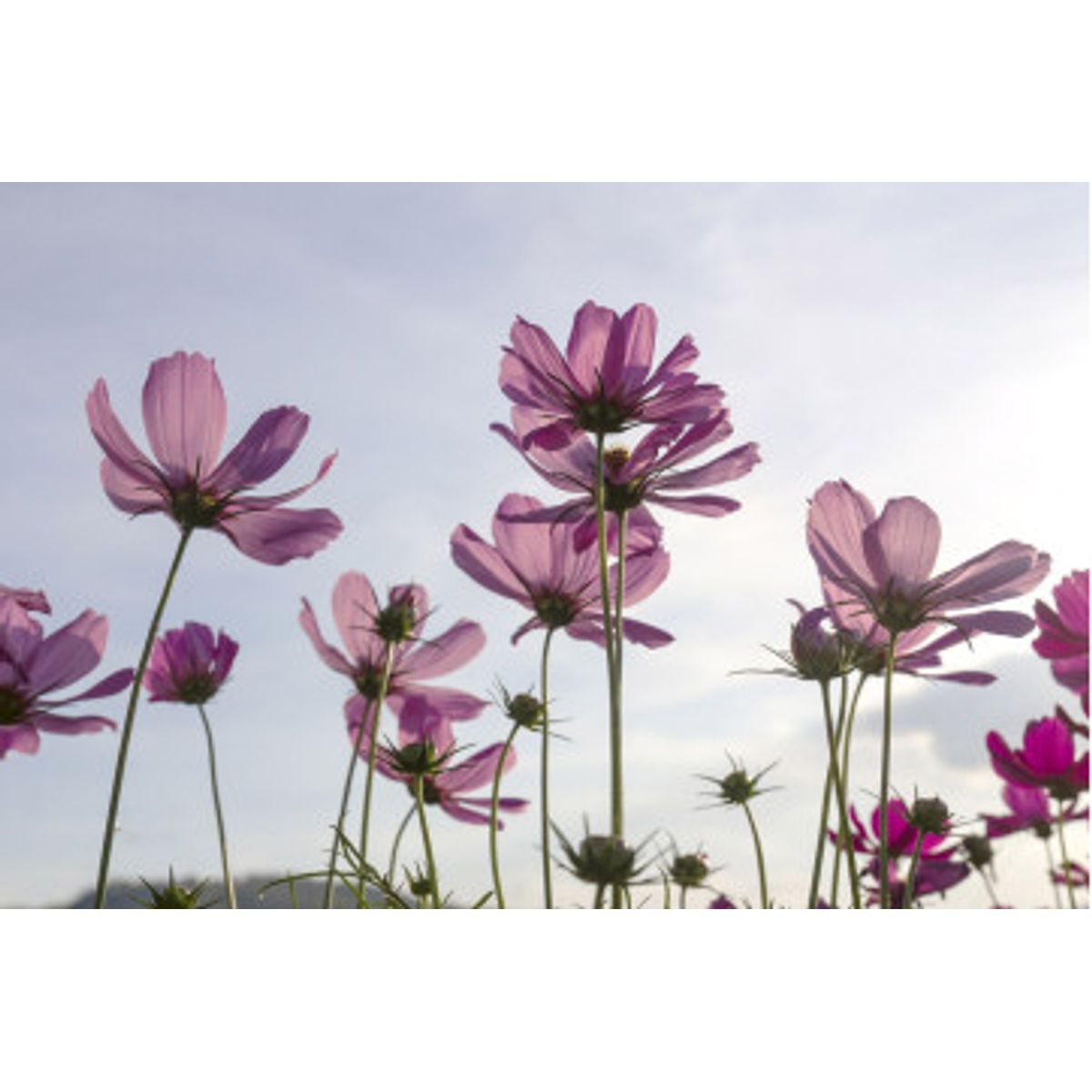 Fototapet - Cosmos Flowers