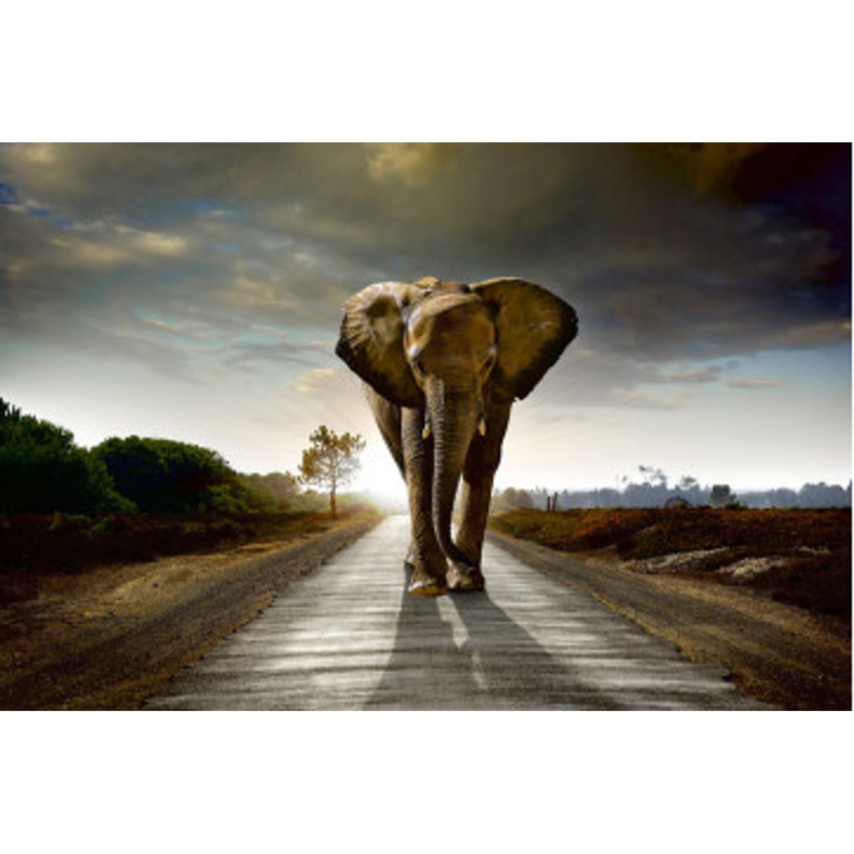 Fototapet - Walking Elephant